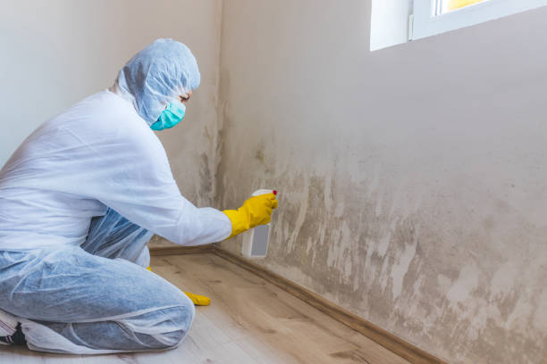 Attic Mold Removal in Canyon, TX