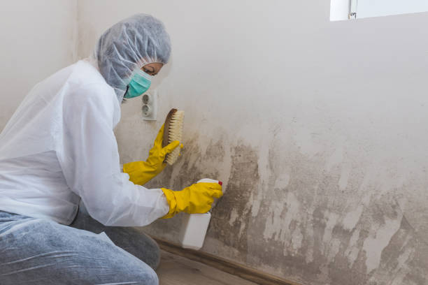 Best Home Mold Removal  in Canyon, TX